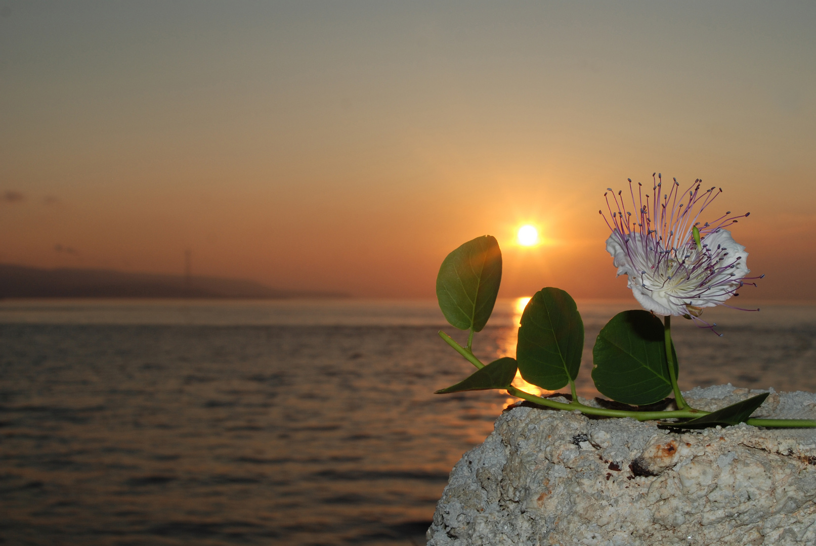 Capparis Spinosa a Scilla (RC)