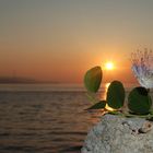 Capparis Spinosa a Scilla (RC)