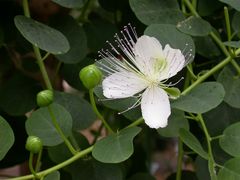 Capparis spinosa - Echter Kapernstrauch