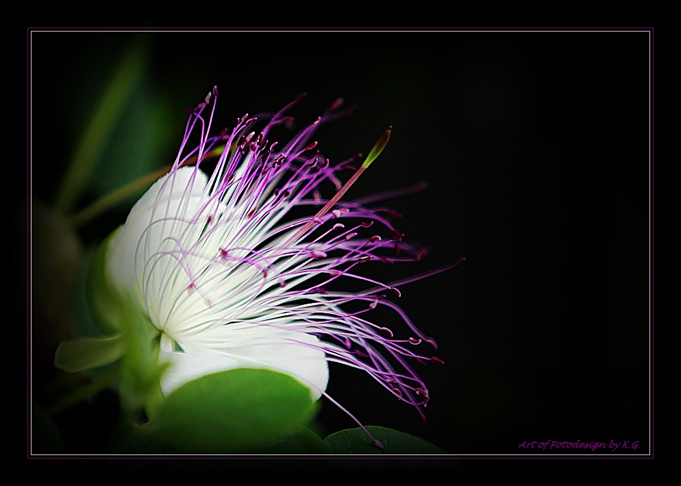 Capparis spinosa (Kaper)