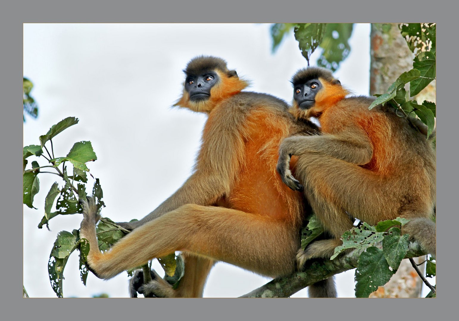 Capped Langur(Trachypithecus pileatus)~