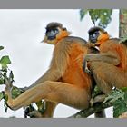 Capped Langur(Trachypithecus pileatus)~