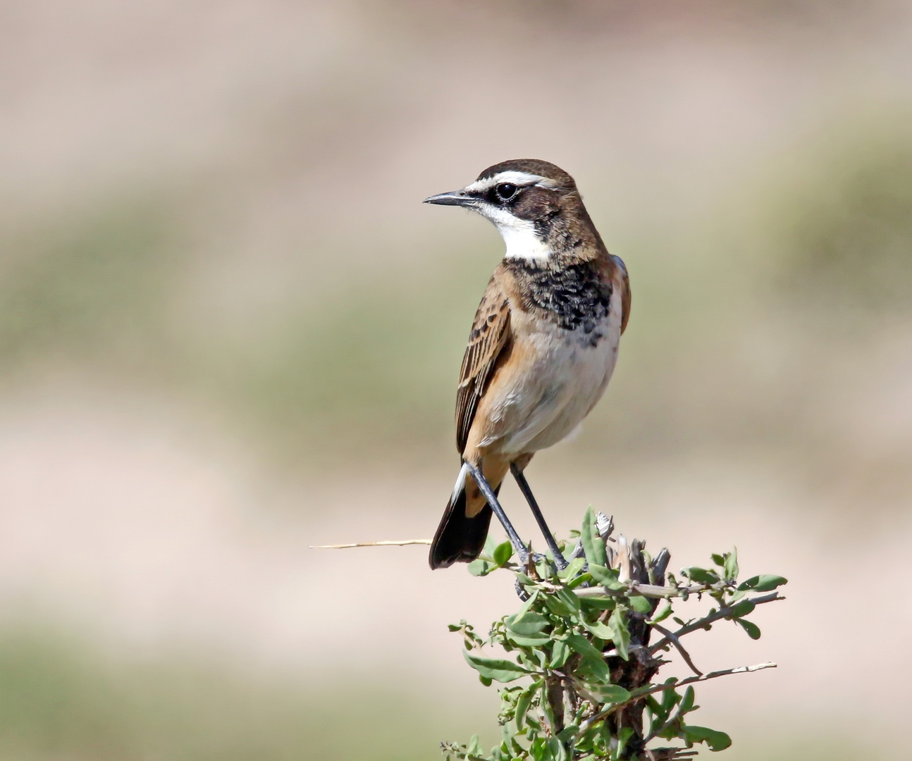 Capped Wheatear (Oenanthe pileata livingstonii),Erdsteinschmätzer