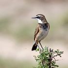 Capped Wheatear (Oenanthe pileata livingstonii),Erdsteinschmätzer