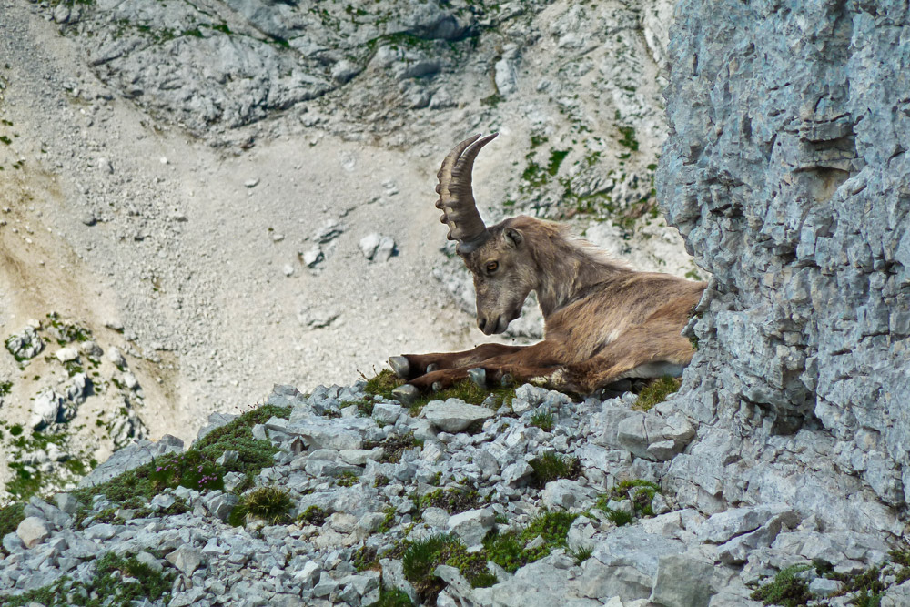 Capra Ibex