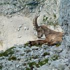 Capra Ibex