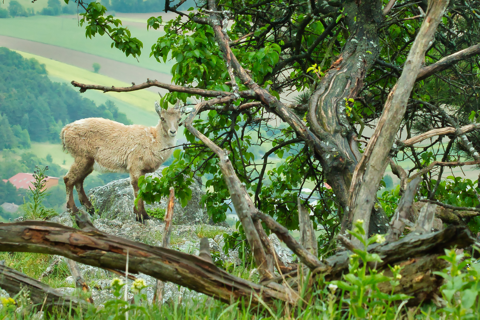 Capra ibex 1