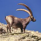 Capra Ibex 2