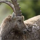 Capra ibex