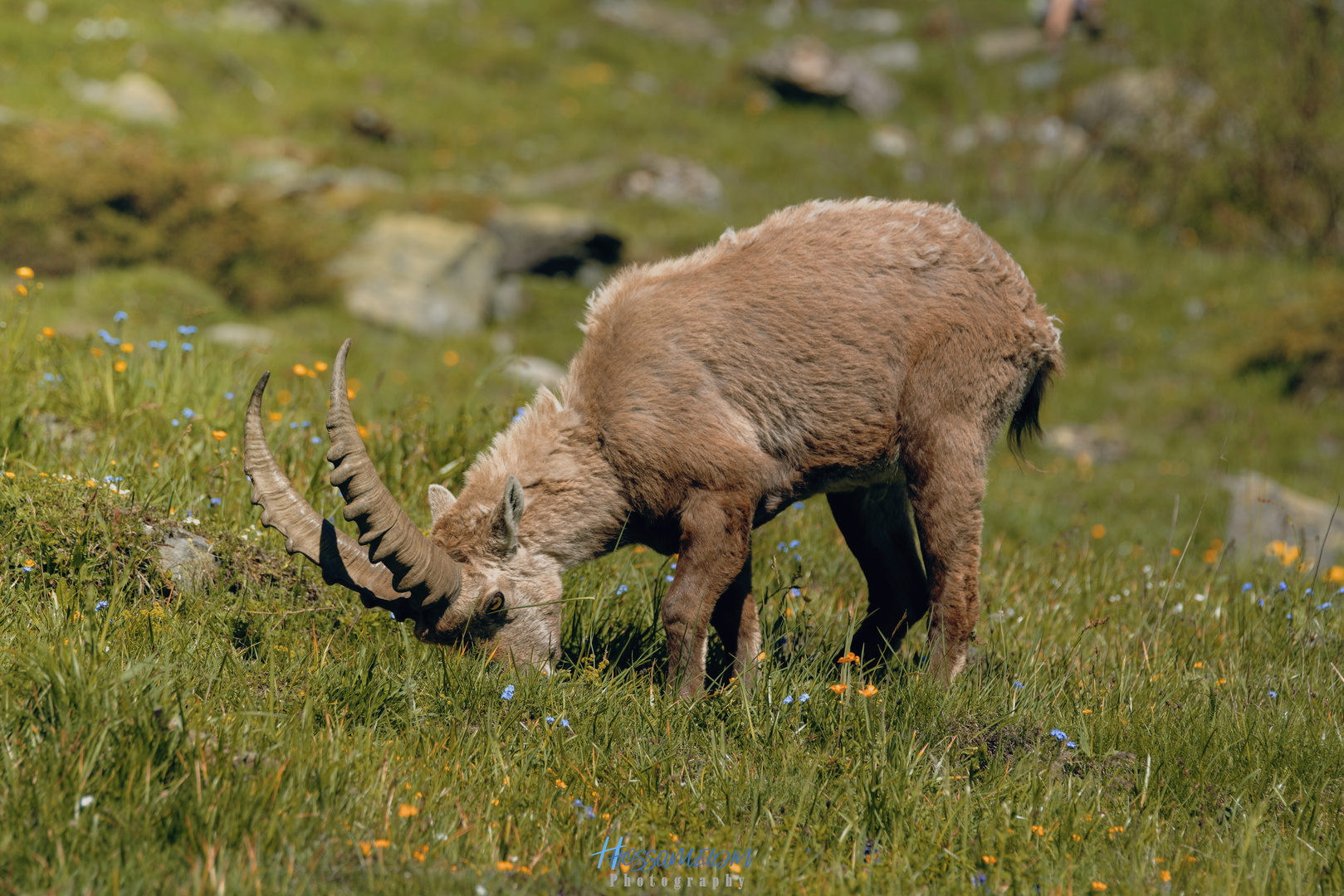 Capra ibex