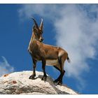 Capra ibex