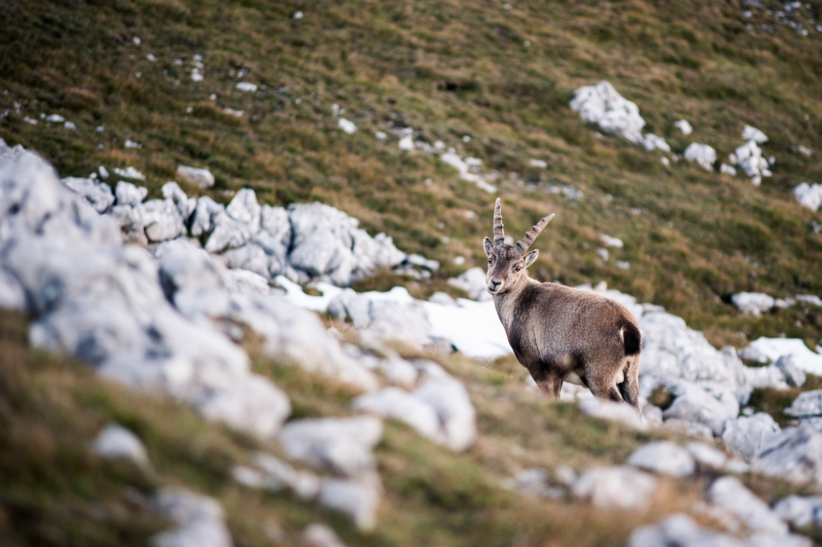 Capra ibex