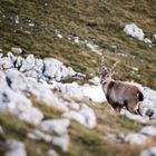 Capra ibex