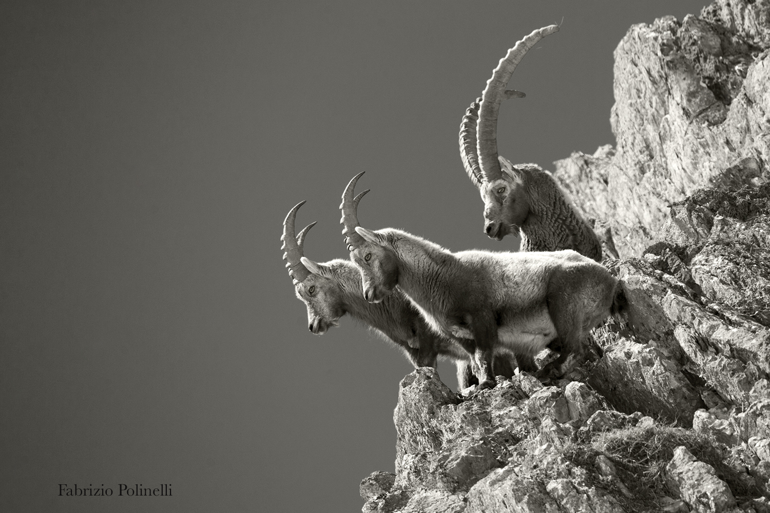 capra ibex