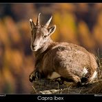 Capra ibex