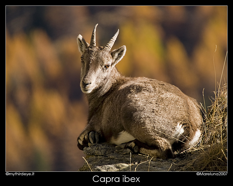 Capra ibex