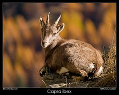 Capra ibex