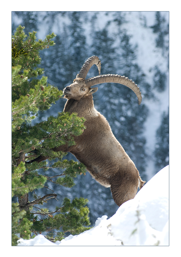 Capra Ibex