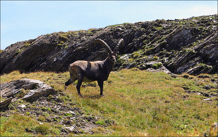 Capra ibex