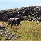 Capra ibex