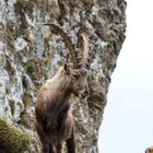 Capra ibex