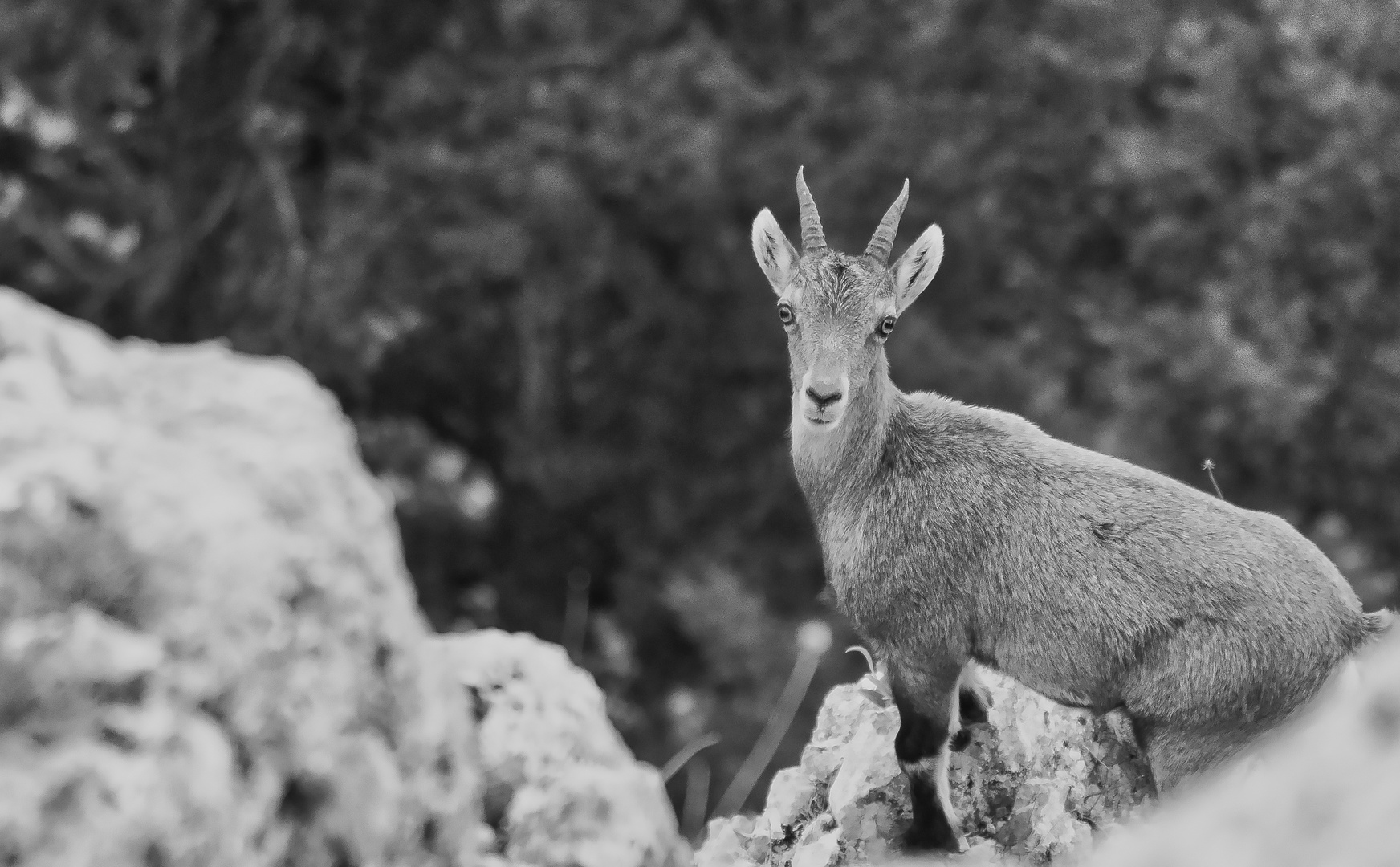 Capra Ibex