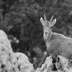 Capra Ibex