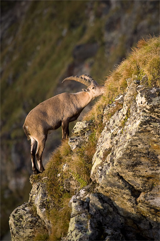 capra ibex