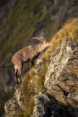 capra ibex