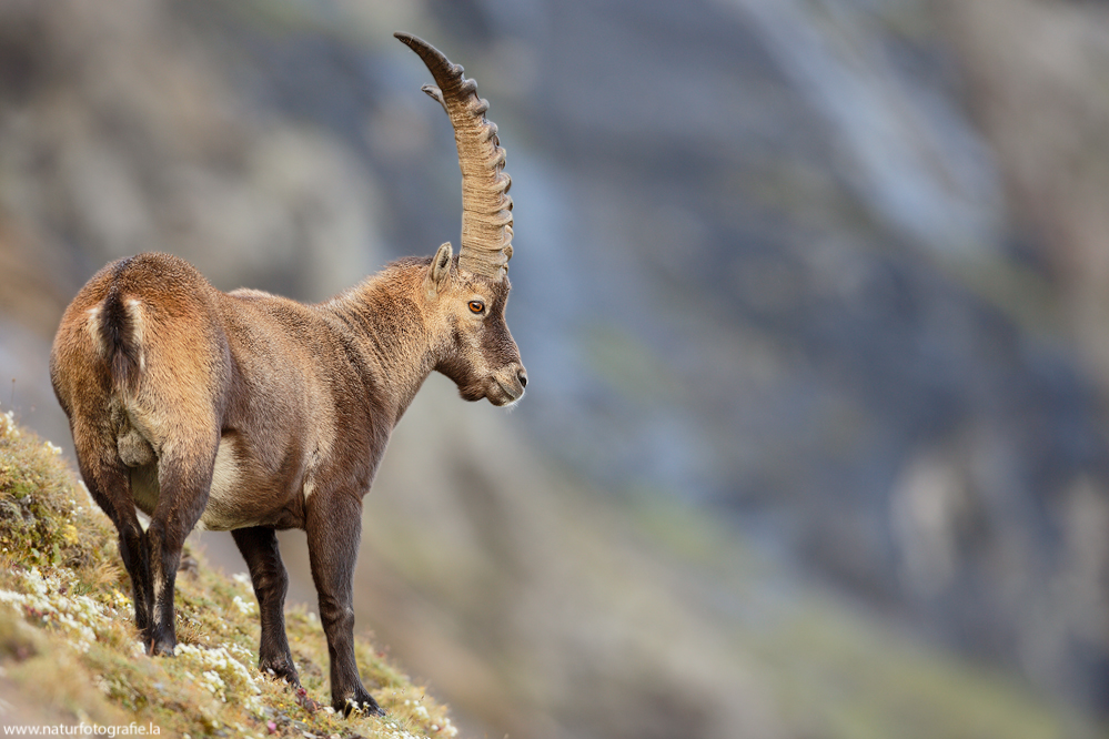 ~ Capra ibex ~