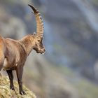 ~ Capra ibex ~