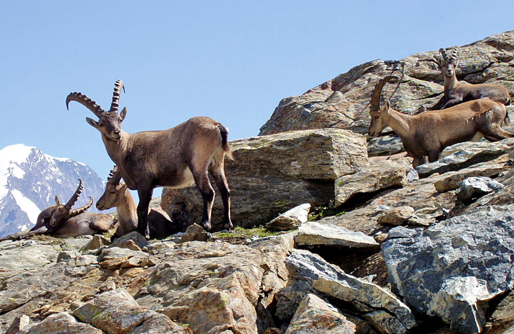 Capra ibex ibex - Alpensteinbock