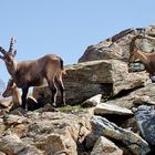 Capra ibex ibex - Alpensteinbock