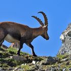 Capra ibex ibex -  Alpensteinbock auf der Längflu