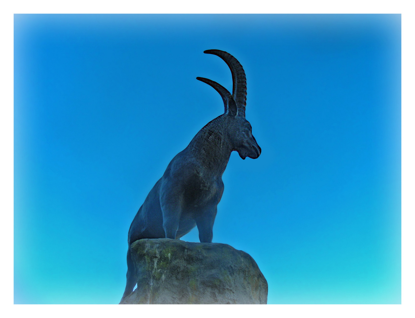 Capra ibex immortalisé