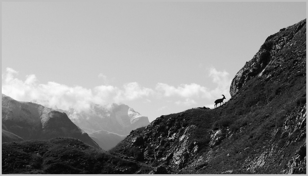 Capra ibex on its way