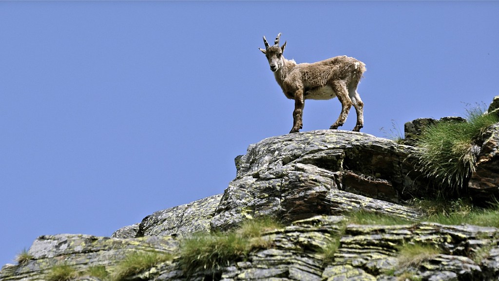 Capra Ibex - Steenbok