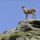 Capra Ibex - Steenbok