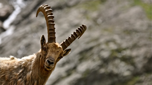 Capra Ibex - Steenbok