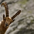 Capra Ibex - Steenbok