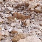 Capra nubiana-Syrischer Steinbock-EnGedi