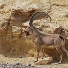 Capra nubiana-Syrischer Steinbock-Zofar Antelope Ranch