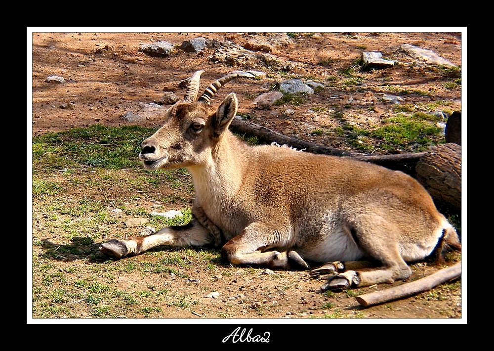 Capra pyrenaica hispanica