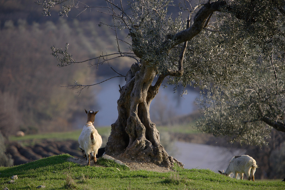 Capre in libertà