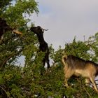 capre sugli alberi