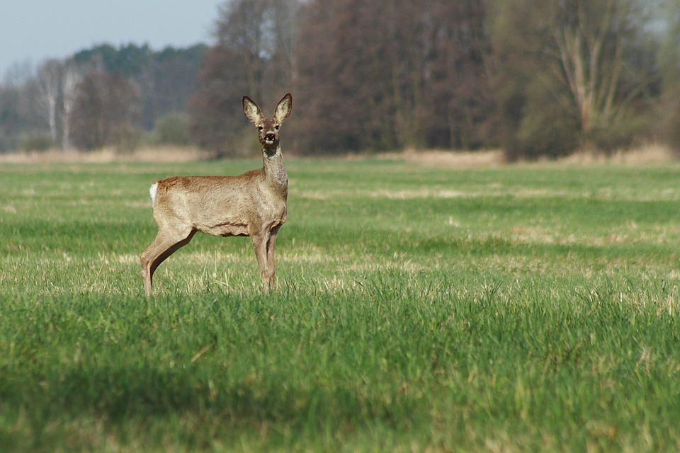 Capreolus capreolus