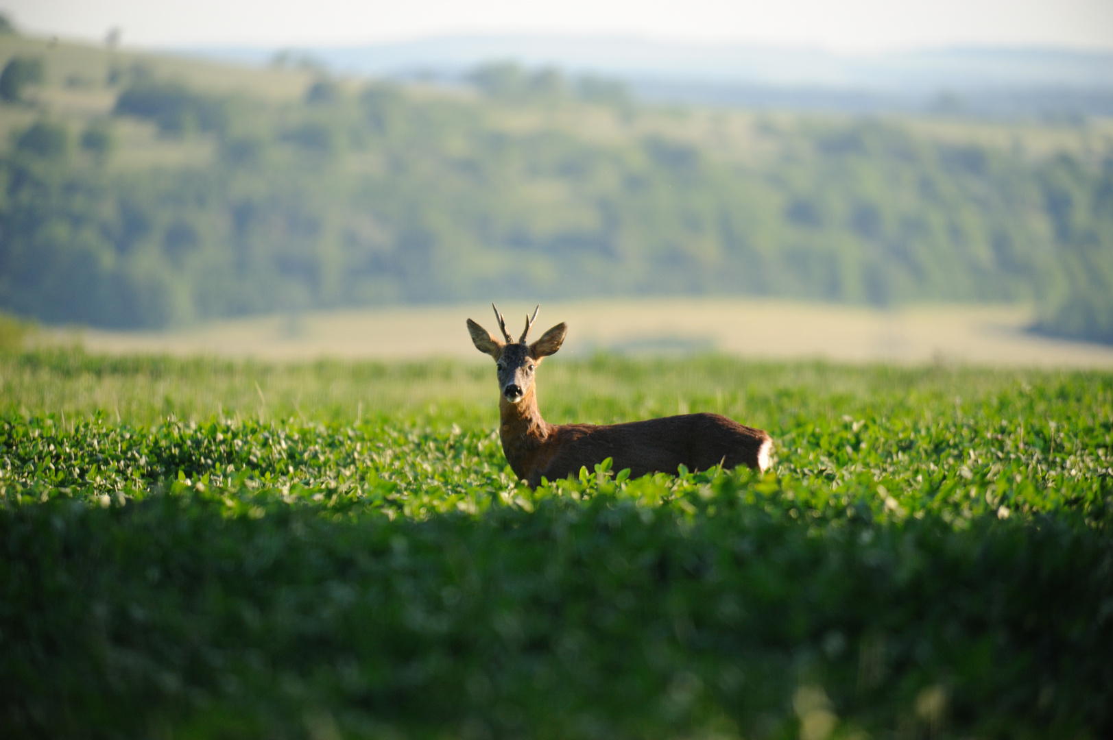 Capreolus Capreolus