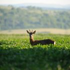 Capreolus Capreolus