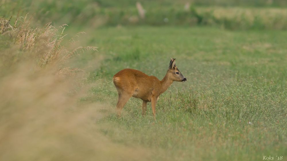 Capreolus capreolus