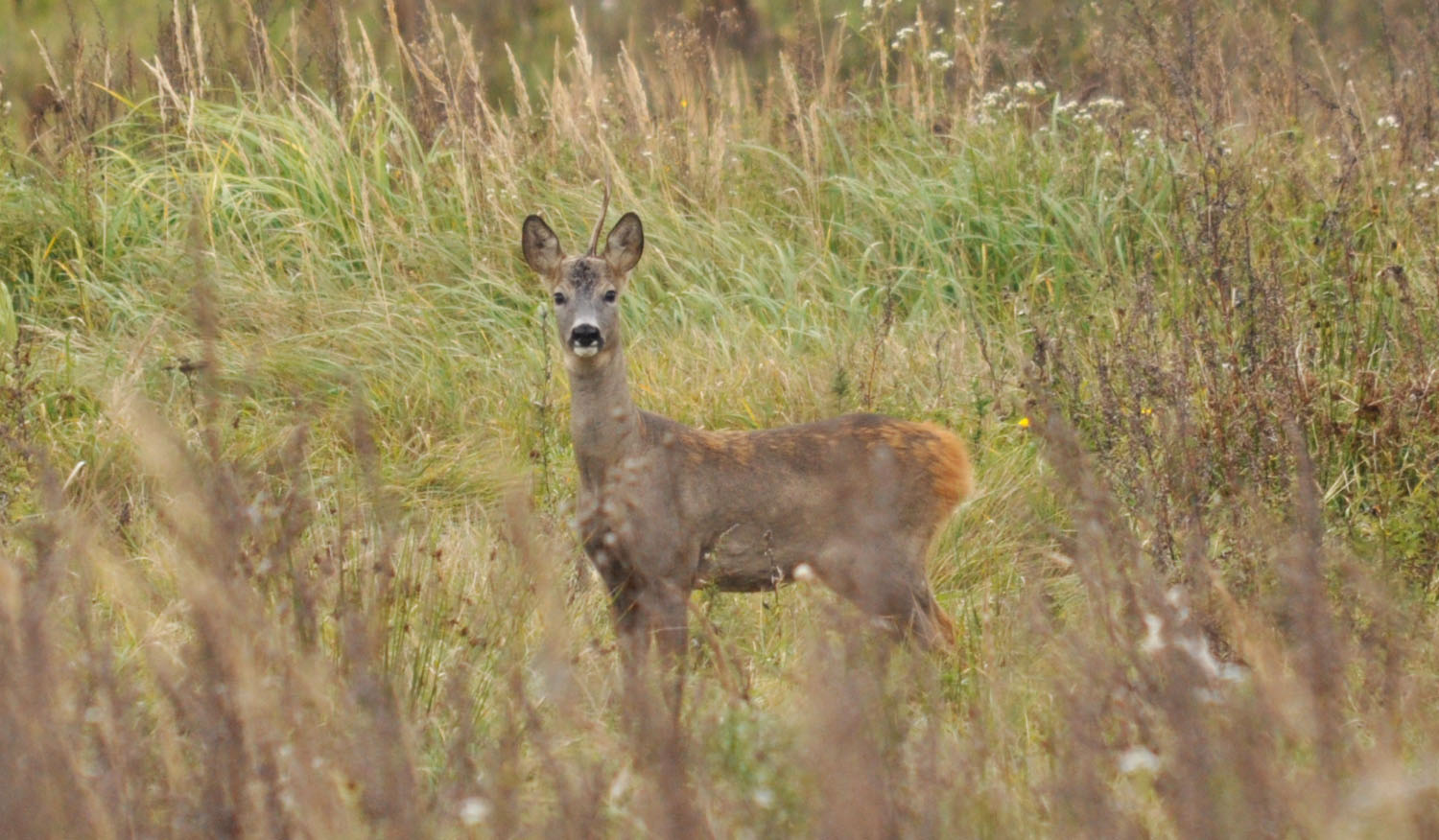 (Capreolus capreolus)